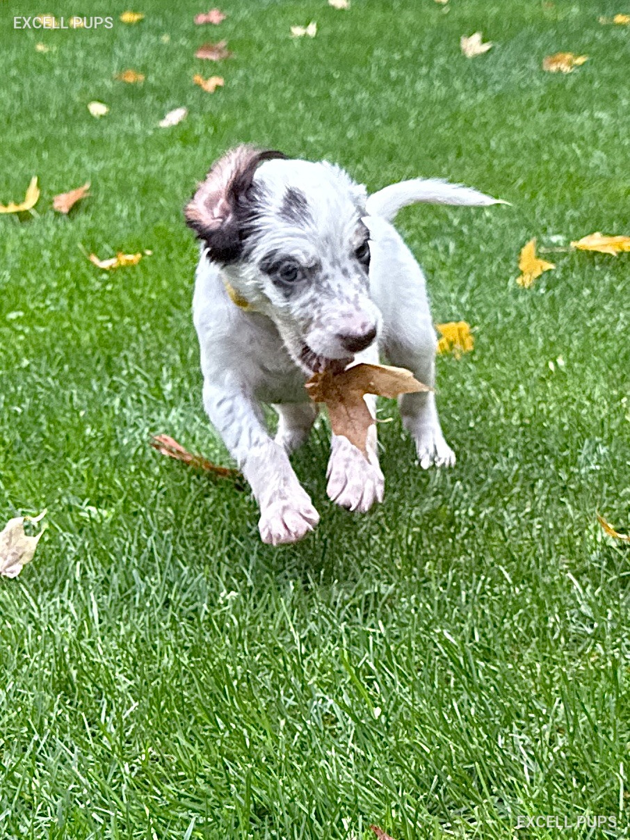 Willow  - English Setter puppy